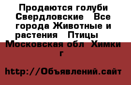 Продаются голуби Свердловские - Все города Животные и растения » Птицы   . Московская обл.,Химки г.